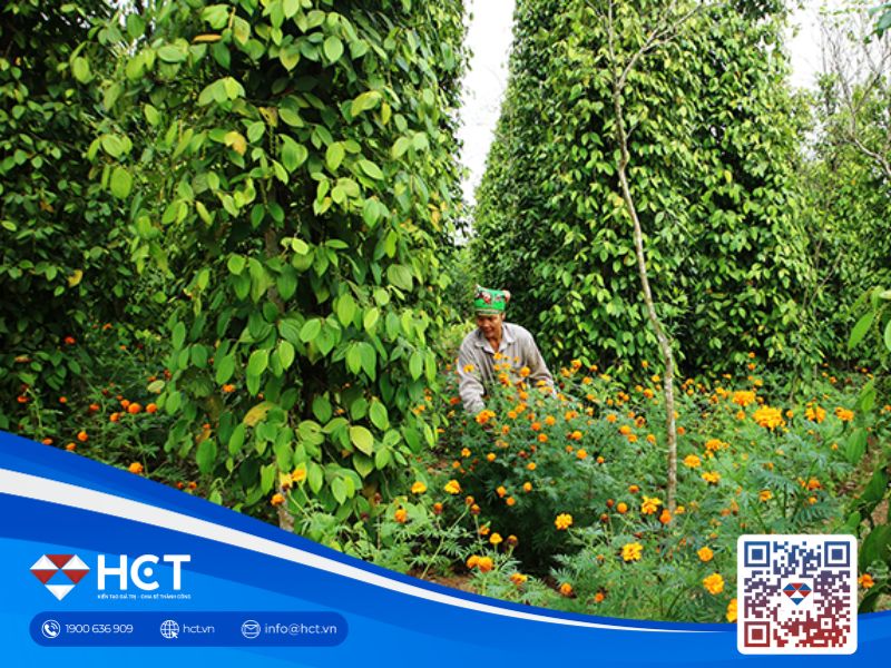 Giá tiêu nội địa tăng nhẹ, chịu tác động từ nhu cầu nhập khẩu Mỹ