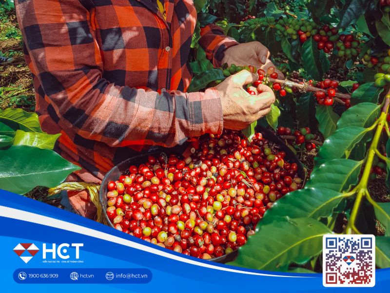 Xuất khẩu cà phê Việt Nam giảm mạnh nhất trong 15 năm, nguyên nhân do đâu?