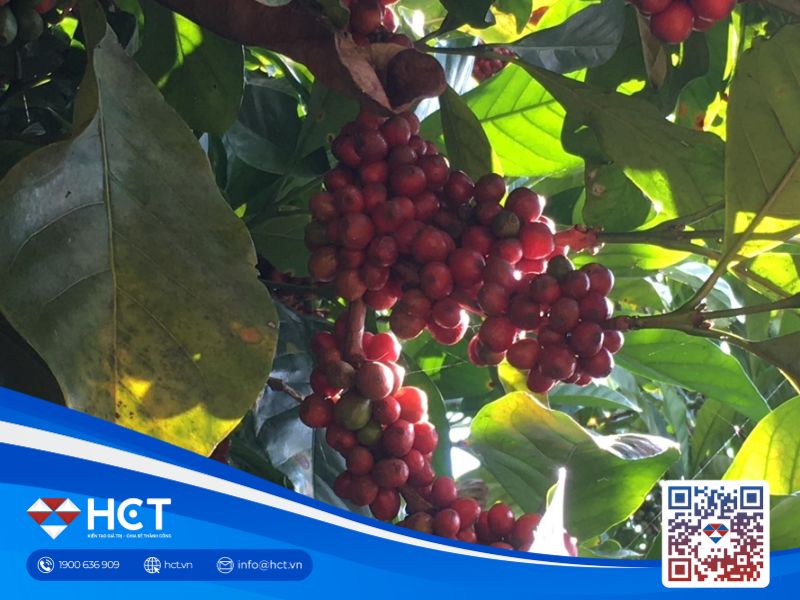 Giá cà phê giảm nhẹ tại Việt Nam, Arabica tỏa sáng trên sàn New York