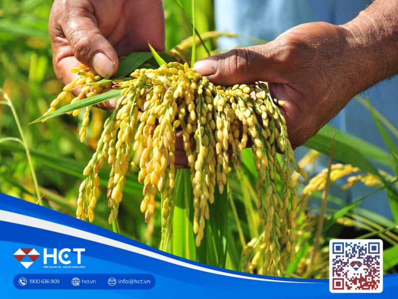 Toàn cảnh giá nông sản ngày 19/12: Hồ tiêu tăng sốc, cà phê giảm mạnh, lúa gạo biến động khó lường