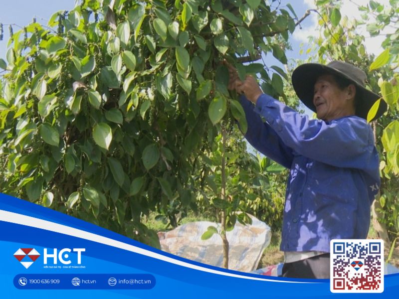 Giá tiêu tiếp tục "tuột dốc'', giảm mạnh 2 ngày liên tiếp