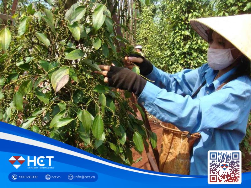 Giá tiêu giảm theo chu kỳ: Kỳ vọng nào cho thị trường năm 2025?