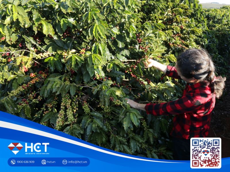Xuất khẩu cà phê giảm mạnh, nông dân gặp khó vì thời tiết