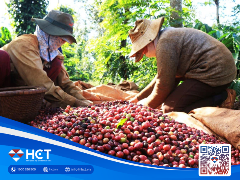 Thương nhân cà phê đau đầu với áp lực ký quỹ, nhanh chóng tìm giải pháp tài chính mới