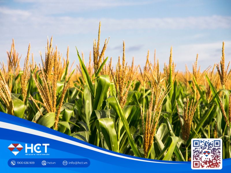 Giá nông sản khởi sắc ngày đầu tuần, yếu tố nào đang hỗ trợ?