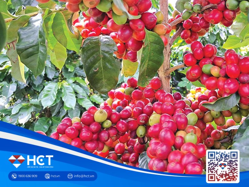 Cà phê Arabica tăng mạnh, liệu vụ thu hoạch "muộn" có ảnh hưởng đến giá?