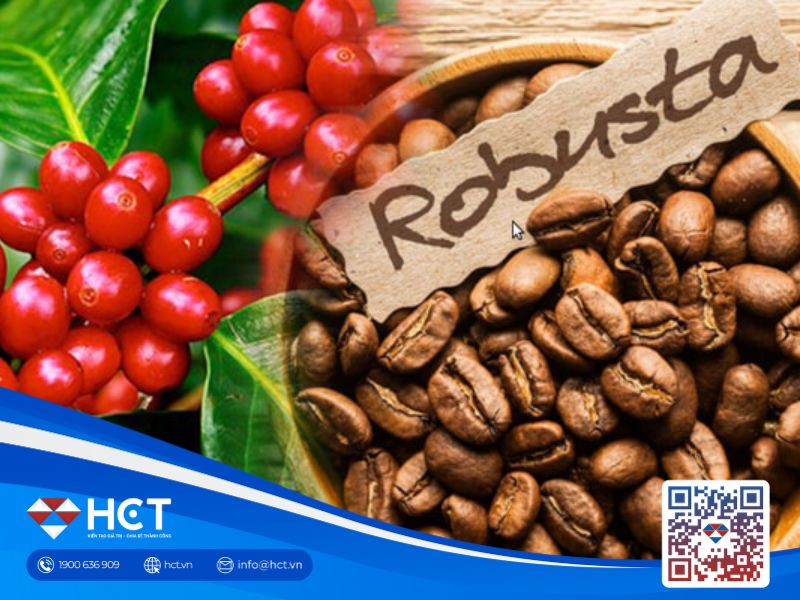 Cà phê Robusta Việt Nam tỏa sáng khi Arabica tăng cao, cơ hội tăng trưởng 2025