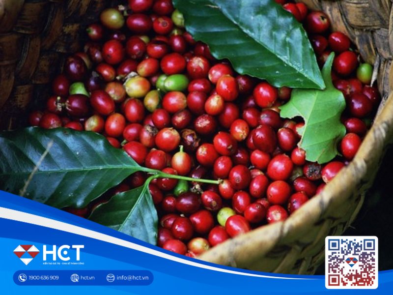 Cà phê Robusta tăng mạnh, thị trường lo ngại thiếu hàng trong dịp tết nguyên đán