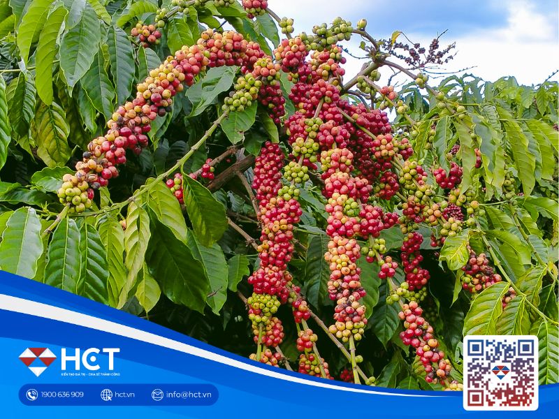 Giá cà phê biến động trái chiều: Thị trường nội địa loay hoay giữa cơn bão toàn cầu