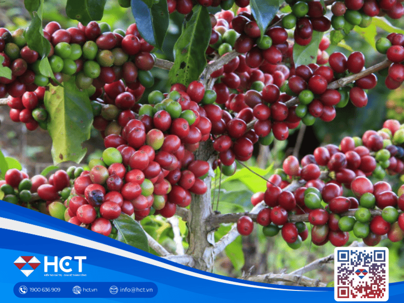 Giá cà phê Robusta giảm nhẹ, Arabica bật tăng trở lại giữa lo ngại nguồn cung Brazil sụt giảm