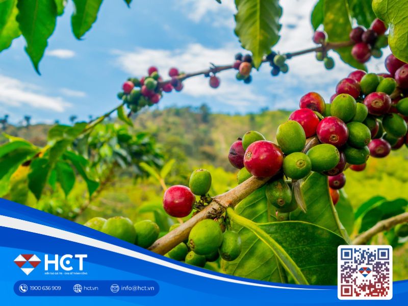 Toàn cảnh thị trường cà phê 12/5 - 16/5/2025