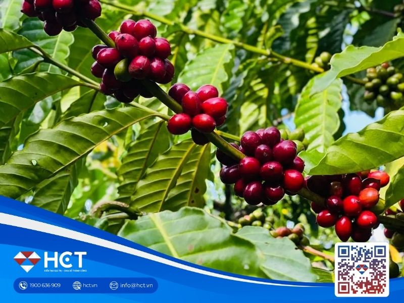 Giá cà phê trong nước và thế giới đồng loạt tăng mạnh