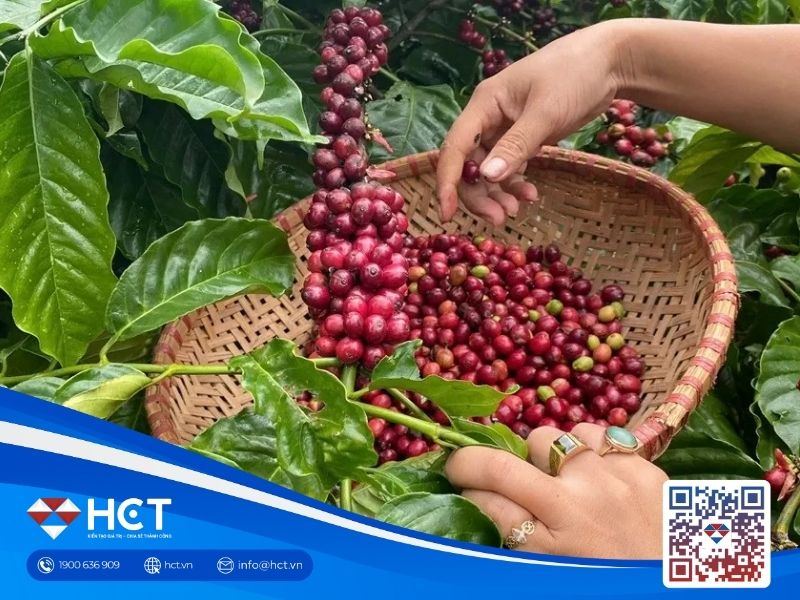 Giá cà phê tăng nhẹ trong nước, thị trường quốc tế chịu áp lực từ tồn kho và dự báo sản lượng