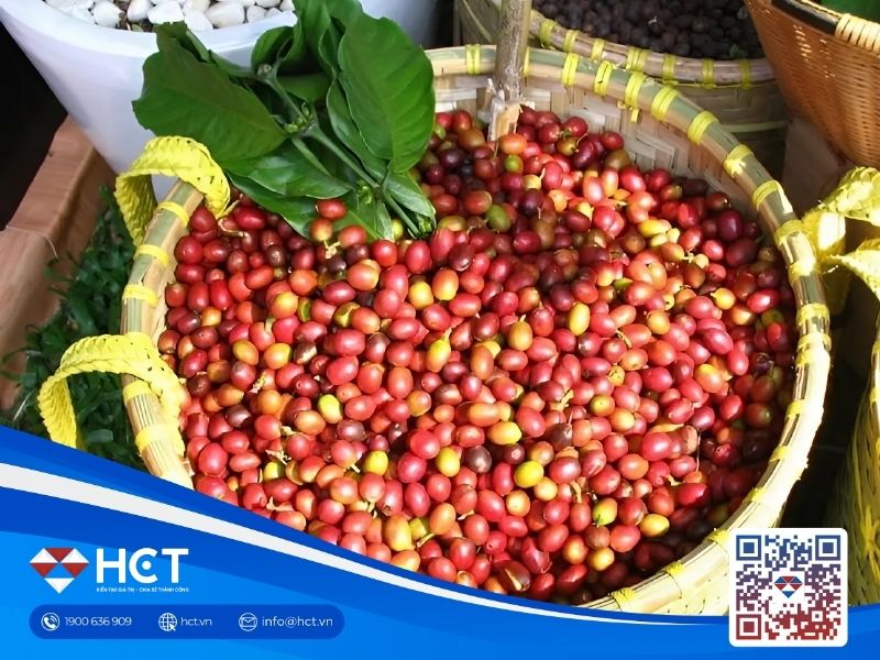 Giá cà phê ngày lao dốc mạnh trên cả thị trường nội địa và quốc tế