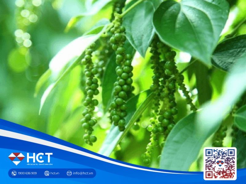 Giá tiêu tăng nhẹ tại nhiều địa phương, thị trường thế giới trái chiều