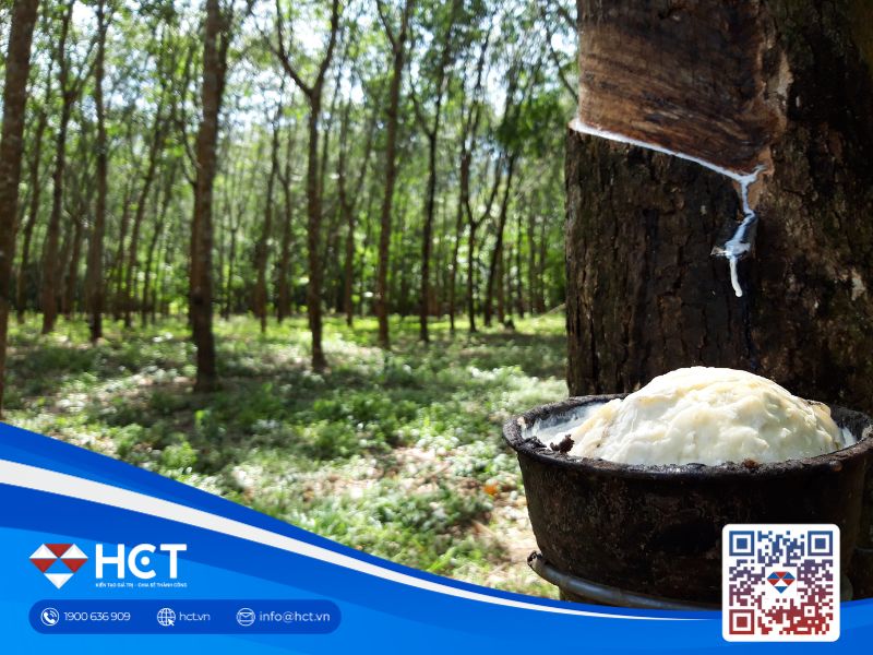 Cao su thế giới biến động, giá trong nước giữ ổn định