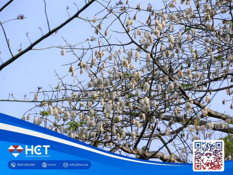 Đàm phán thương mại Mỹ–EU khởi sắc, giá bông chờ tín hiệu chính sách mới ngày 28/05/2025