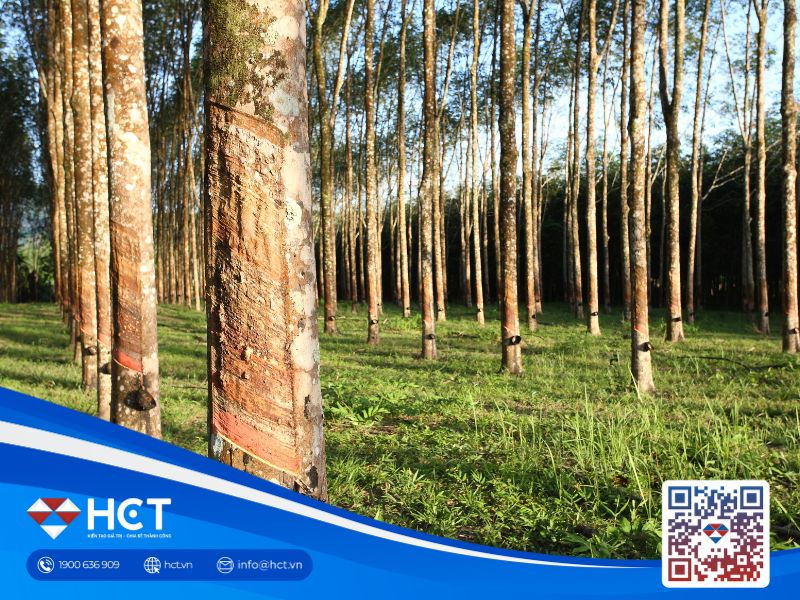 Giá cao su giảm do áp lực từ thị trường xe hơi Trung Quốc