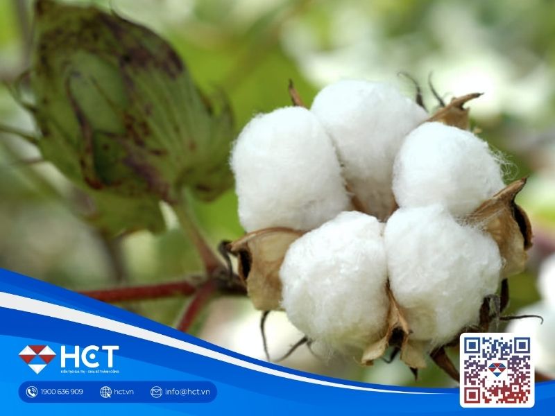 Thị trường bông ngày 30/5: Giao dịch giằng co trước kỳ đáo hạn, thời tiết Mỹ tiếp tục là yếu tố then chốt