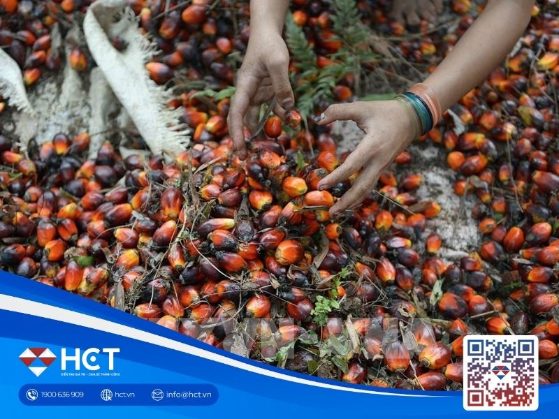 Giá dầu cọ Malaysia quay đầu giảm sau chuỗi tăng 5 phiên liên tiếp, nhưng vẫn ghi nhận tuần tăng nhẹ