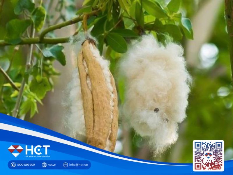 Thị trường bông hưởng lợi từ quyết định chiến lược của GAP và xuất khẩu Mỹ ngày 2/6/2025