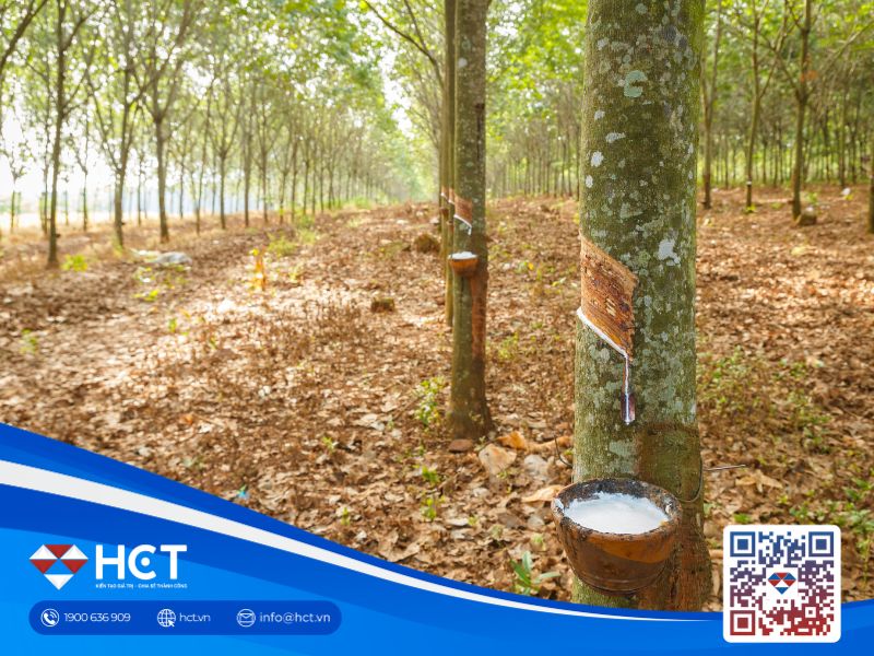 Giá cao su Nhật Bản ngày 3/6/2025 chạm đáy một năm