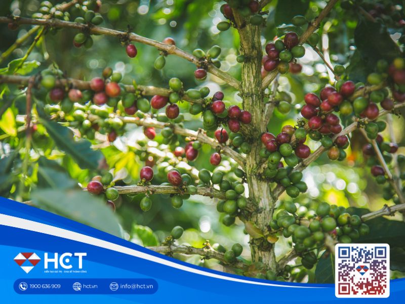 Thị trường cà phê ngày 4/6: Giá cà phê trong nước tiếp tục giảm sâu