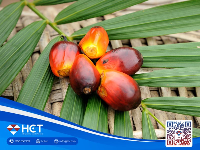 Giá dầu cọ giảm do tồn kho dự báo tăng, áp lực từ thị trường dầu thực vật