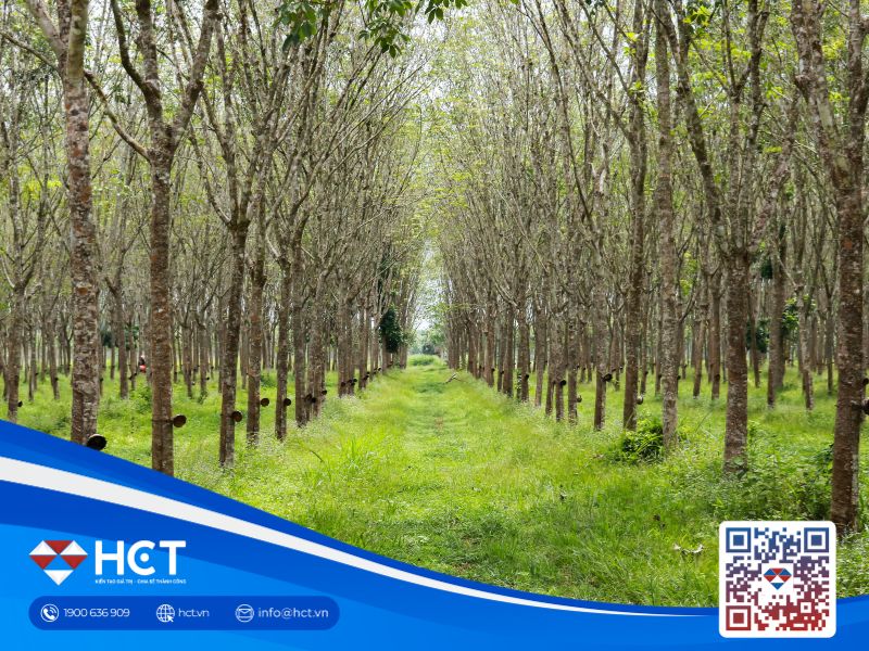 Giá cao su Nhật Bản (5/6) tăng do lo ngại thời tiết tại Thái Lan