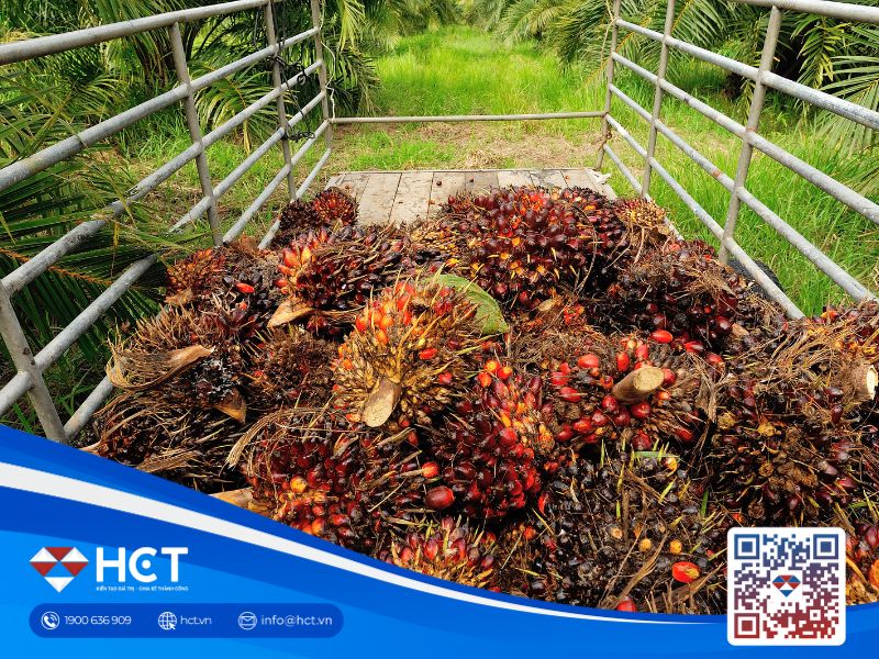Giá dầu cọ đi ngang nhưng hướng đến tuần tăng thứ tư liên tiếp