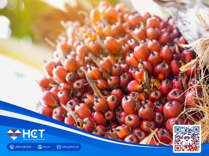 Giá dầu cọ tăng nhờ dầu thực vật Đại Liên mạnh hơn