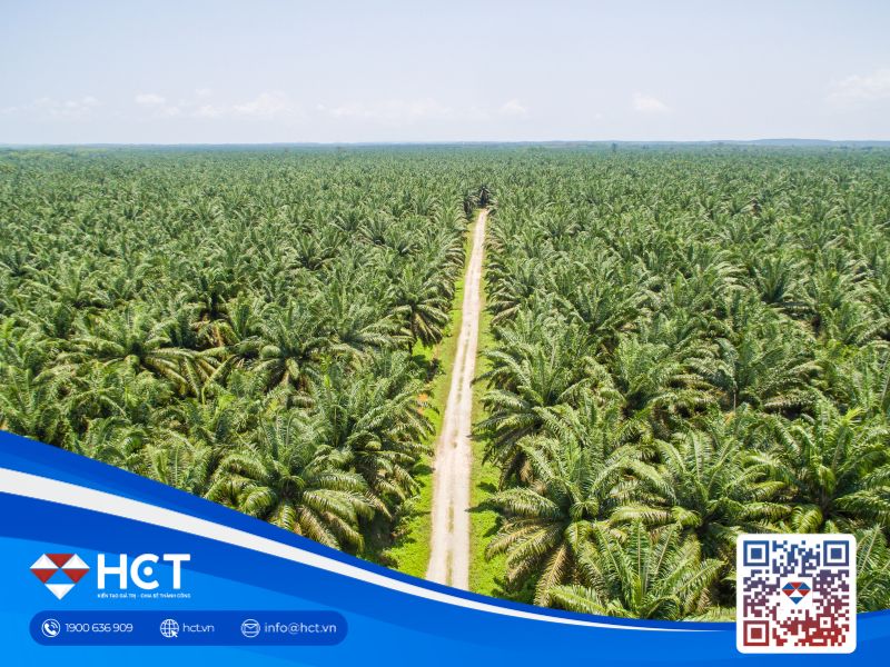 Giá dầu cọ giảm do giá dầu thô, dầu thực vật đối thủ yếu và tồn kho tăng cao