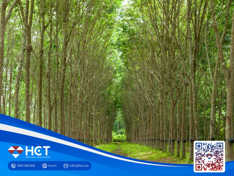 Giá cao su Nhật Bản quay đầu giảm do đồng yên mạnh và lo ngại thuế quan