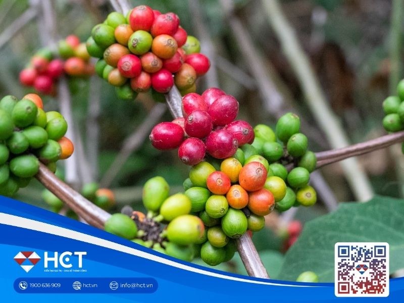 Thị trường cà phê 13/06: Tín hiệu tích cực từ thị trường quốc tế