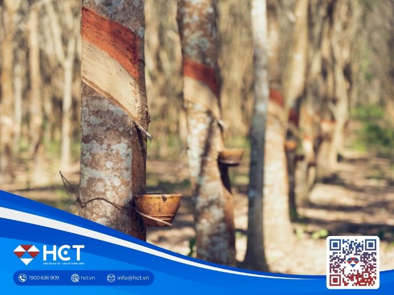 Giá cao su tăng nhẹ nhờ thời tiết xấu ảnh hưởng nguồn cung