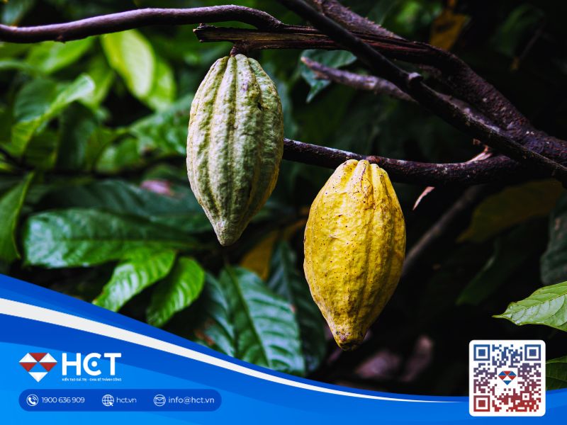 Nguồn cung cacao hụt hơi, đường gặp áp lực kép