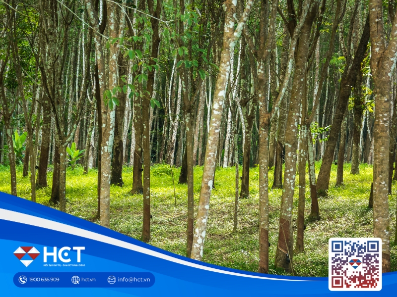 Giá cao su Nhật Bản chấm dứt chuỗi tăng 4 phiên