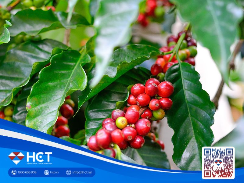 Toàn cảnh thị trường cà phê tuần 16/6 - 20/6/2025