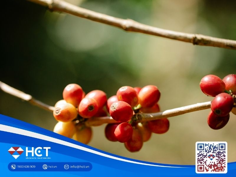 Giá cà phê 26/06: Thị trường chịu áp lực từ yếu tố thời tiết tại Brazil