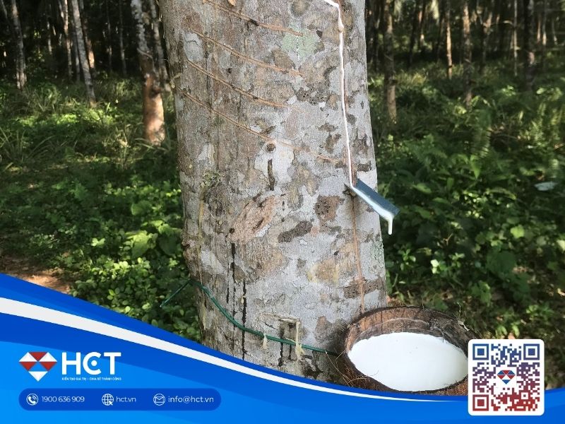 Giá cao su tăng phiên thứ hai liên tiếp nhờ lo ngại nguồn cung tại Thái Lan