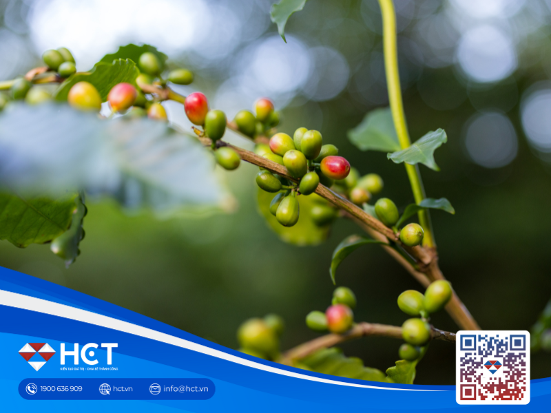 Giá cà phê trong nước (27/6) tăng vọt, USDA dự báo nguồn cung toàn cầu lập kỷ lục