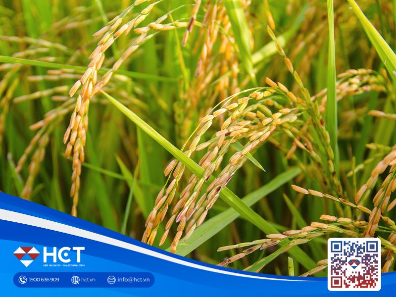 Tình hình sản xuất và thương mại lúa gạo tại Hoa Kỳ và thế giới trong bối cảnh nguồn cung dồi dào
