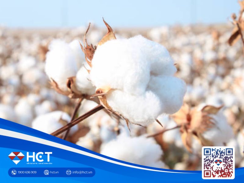 Thị trường bông ghi nhận triển vọng ngày 1/7