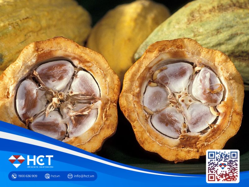 Ca cao và đường biến động do ảnh hưởng thời tiết ngày 1/7