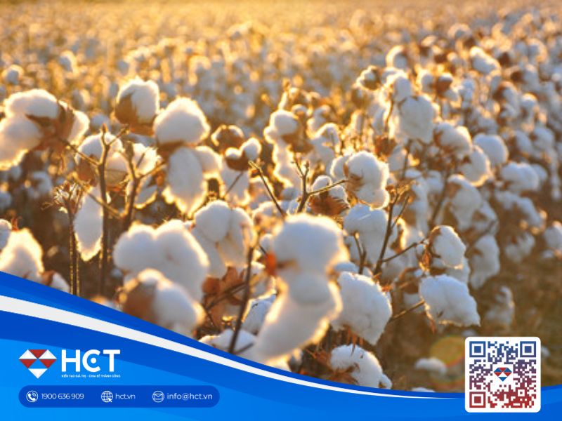 Giá bông ghi nhận sự phục hồi nhẹ ngày 2/7