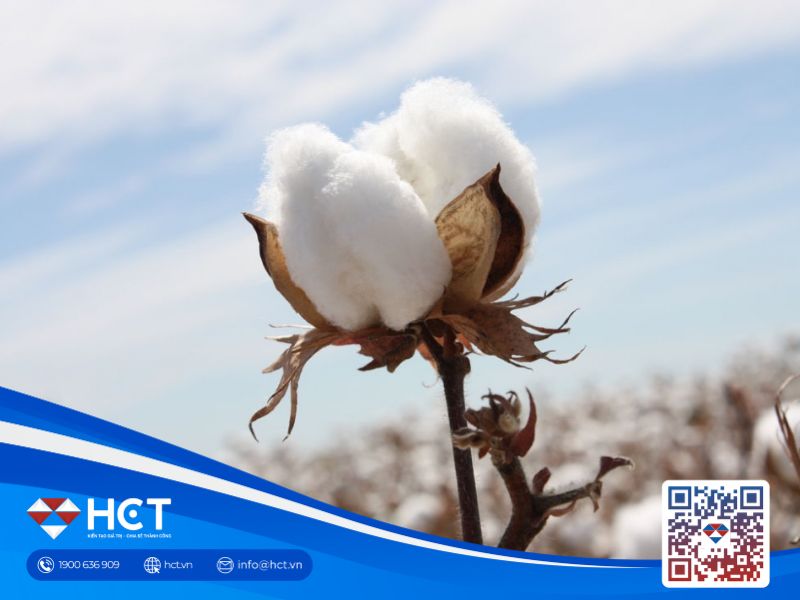 Giá bông được hưởng lợi từ thị trường ngày 3/7