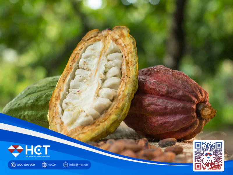 Giá ca cao ngày 22/07: Tăng mạnh do lo ngại nguồn cung, giá đường giảm trước triển vọng dư thừa