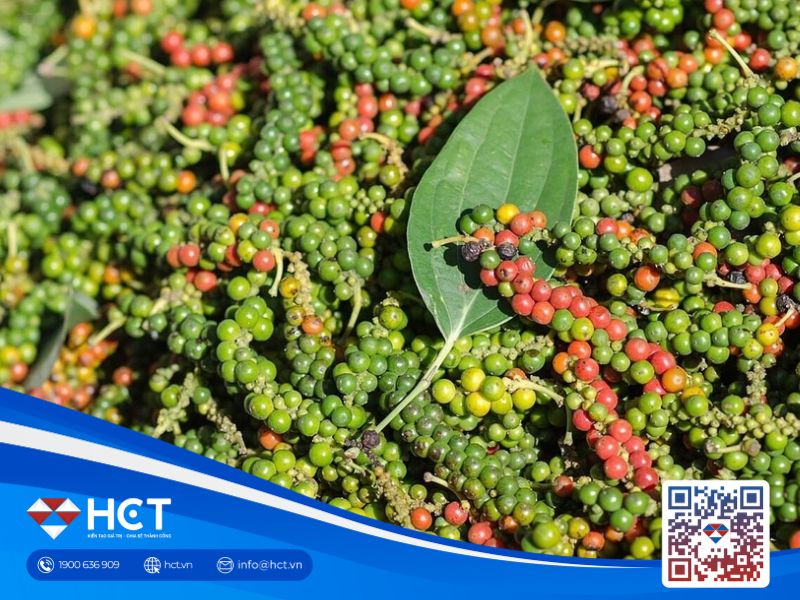 Giá tiêu hôm nay ngày 12/08: Ổn định trong nước