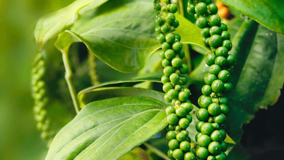 Thị trường tiêu 19/08: Xuất khẩu sang Mỹ tăng mạnh