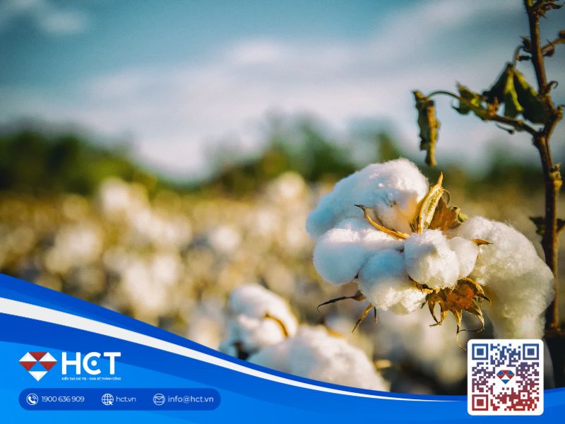 Thị trường nguyên liệu công nghiệp ngày 29/12: Bông khởi sắc, ca cao thận trọng, đường đối mặt triển vọng nguồn cung suy giảm